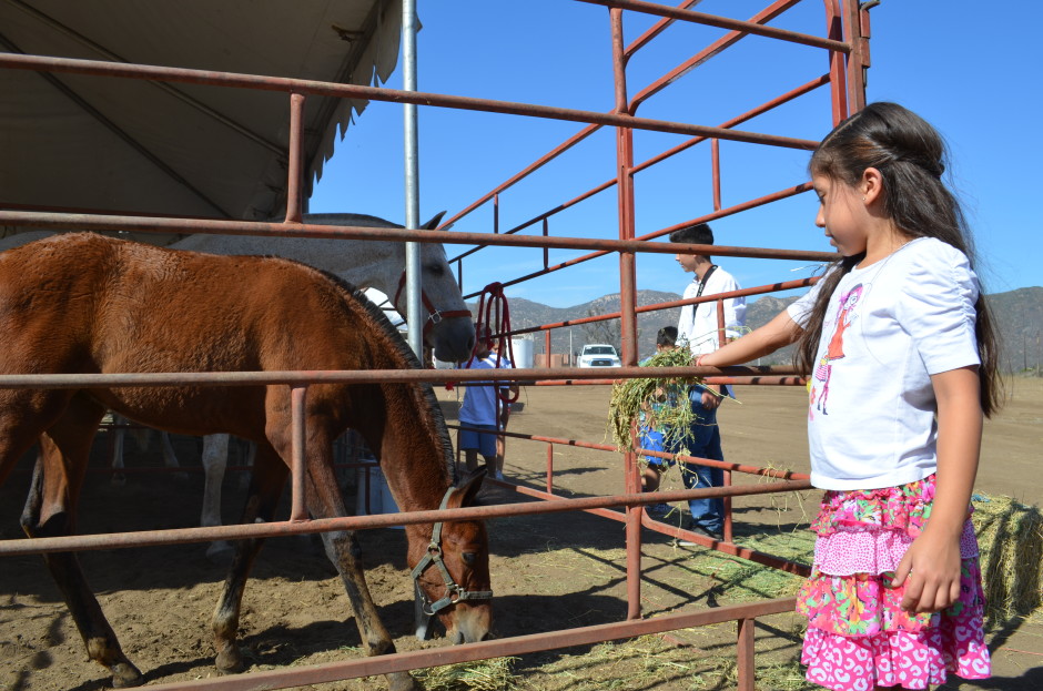 Celebra Caballarius tradición ecuestre de la región