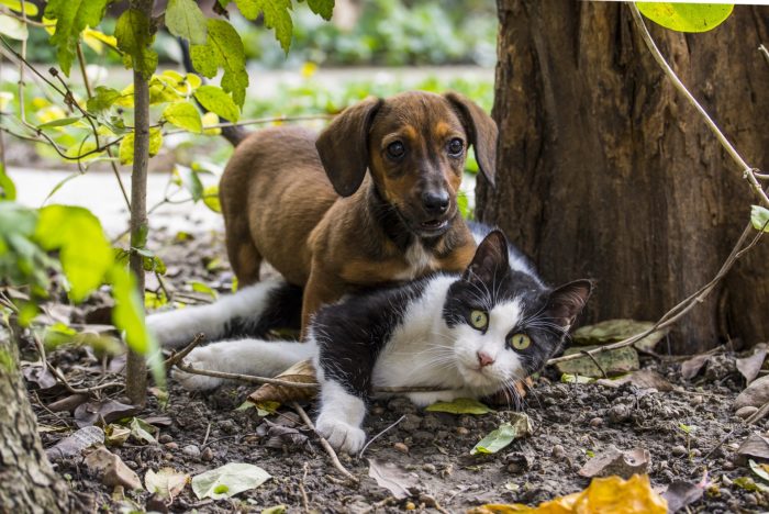 Aprueban sancionar hasta con dos años de cárcel el maltrato animal y zoofilia