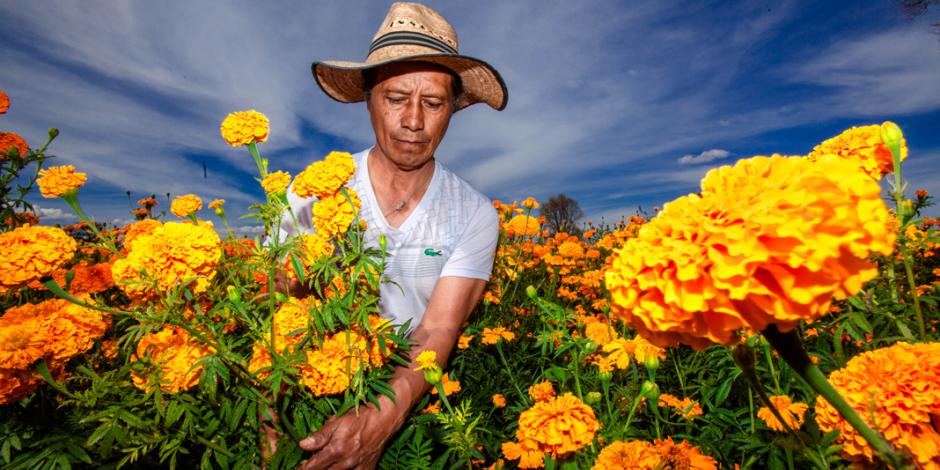 China desplaza a México como el principal productor de cempasúchil